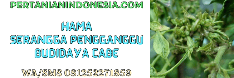 hama,serangga,pengganggu,opt,pertanian indonesia